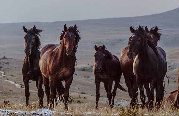 Wild horses in the open country